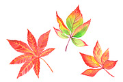 Autumn leaves. Watercolor., an Illustration by Olga Bonitas (Thumbnail 4 of 5)