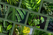 160 Plant Leaves Stock Photos, a Nature Photo by Incomelion (Thumbnail 7 of 15)