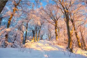 Fairy snowy forest in beautiful, a Nature Photo by den-belitsky