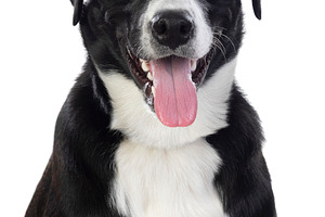 Happy black and white dog with tongue out sitting against white, an Animal Photo by José Manuel Gelpi