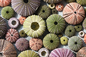 Colorful sea urchin shells
