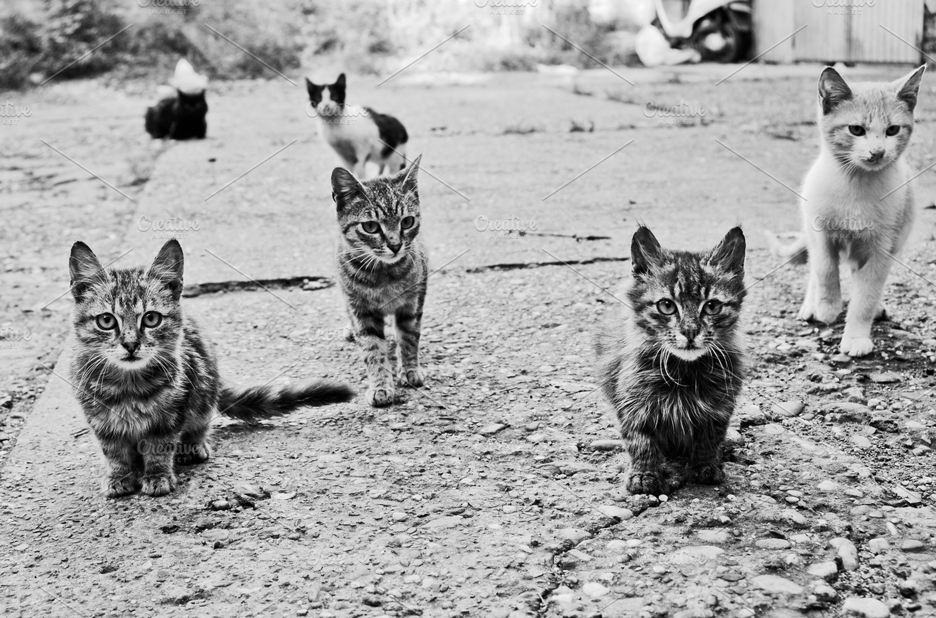 Kittens stock photo containing photography and black and white photography, an Animal Photo by MashaCvijanovic