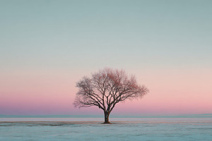 Lonely tree stands in winter light, a Photo by Beautiful things