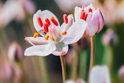Macro pink and white flowers, a Nature Photo by Stasia.photo (Thumbnail 2 of 2)
