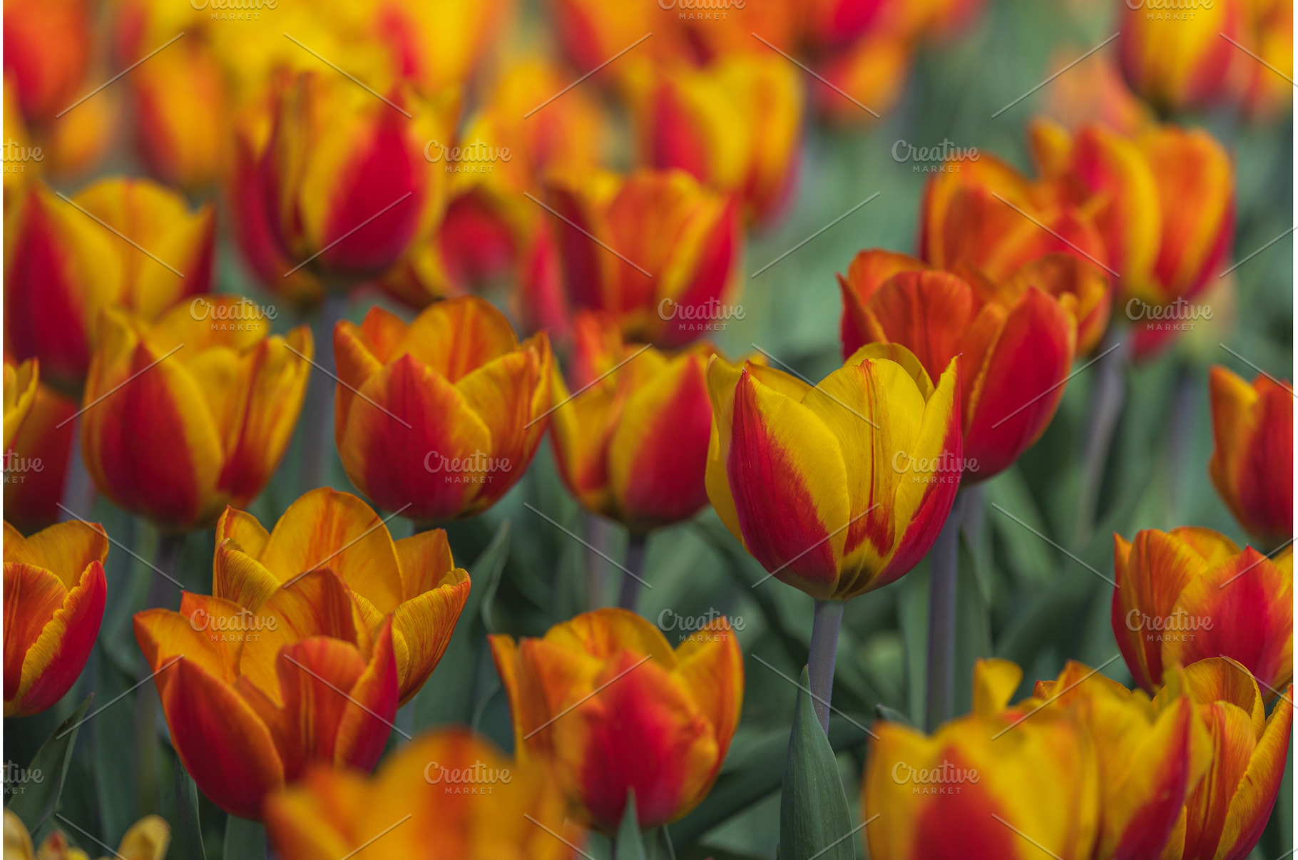 Bicolored red and yellow tulips in, a Nature Photo by Lukas Jonaitis SHOP