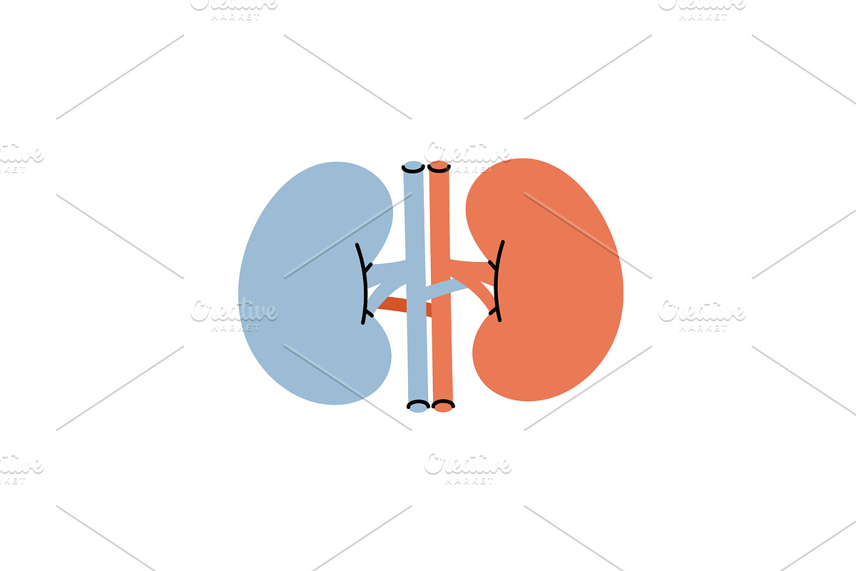 Kidneys. Human internal organ, an Object Illustration by GraphiShop