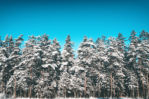 Winter forest landscape featuring forest, winter, and pine