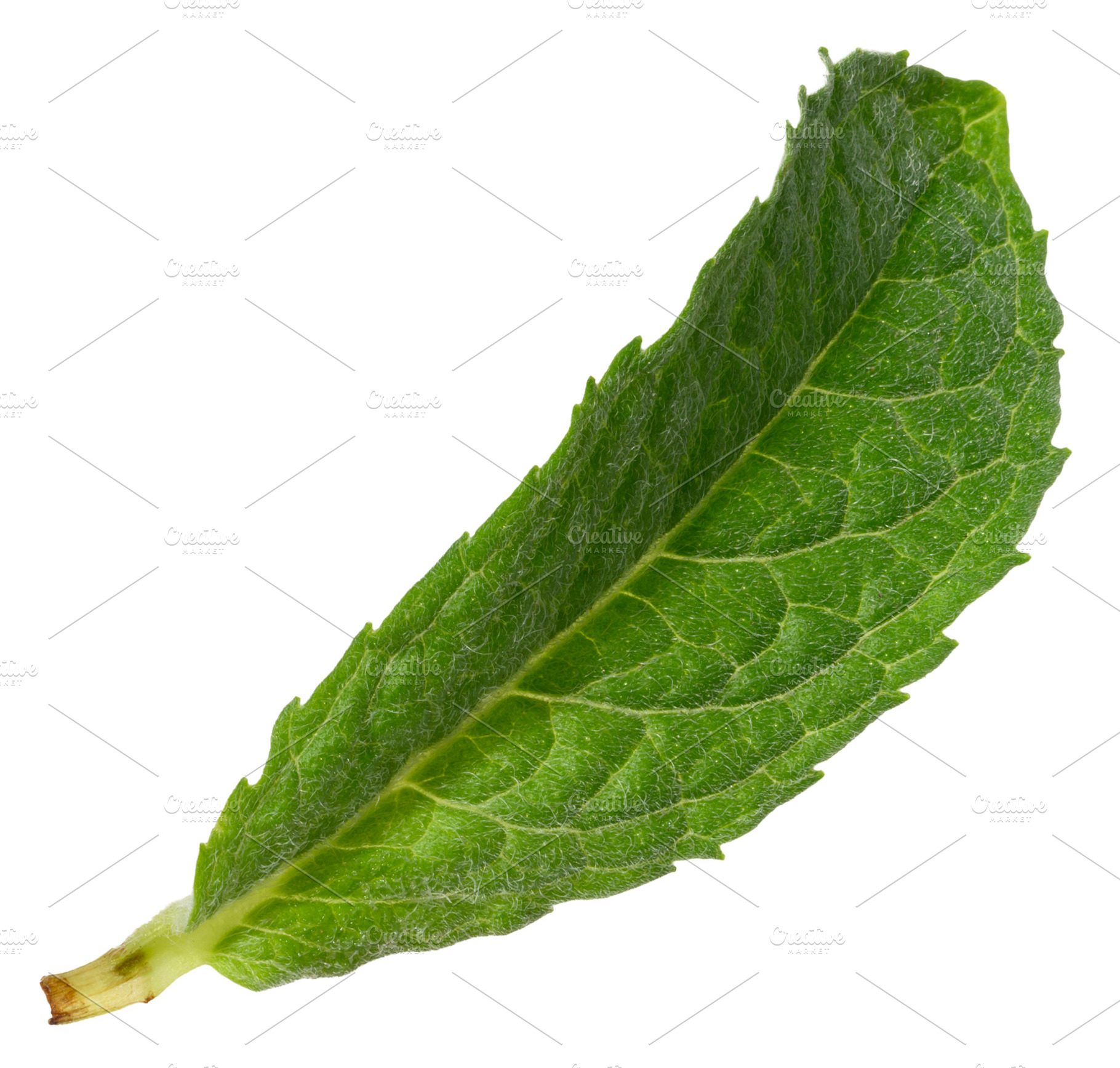 Green mint leaf with visible veins, isolated background, a Food & Drink Photo by ndanko