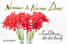 Nerine & Nerine Deux