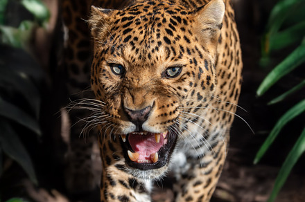 A fierce leopard prowls through lush greenery, showcasing its st