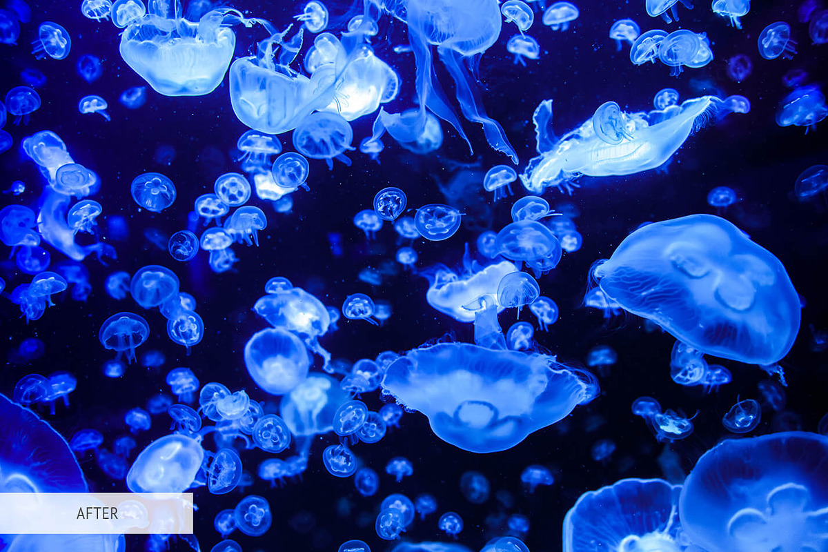 Underwater Photography Presets, a Plug-in Add-On by FixThePhoto (Photo 29 of 32)