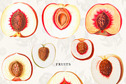 Vintage Peach Graphic Collection #03, an Object Graphic by Olga Begak Art & Design (Thumbnail 7 of 8)