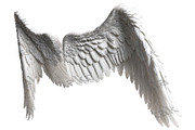 set of photorealistic angel wings, an Object Graphic by itakdalee (Thumbnail 3 of 11)