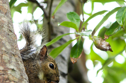 Squirrel in tree containing squirrel, squirrel in tree, and squirrel eating