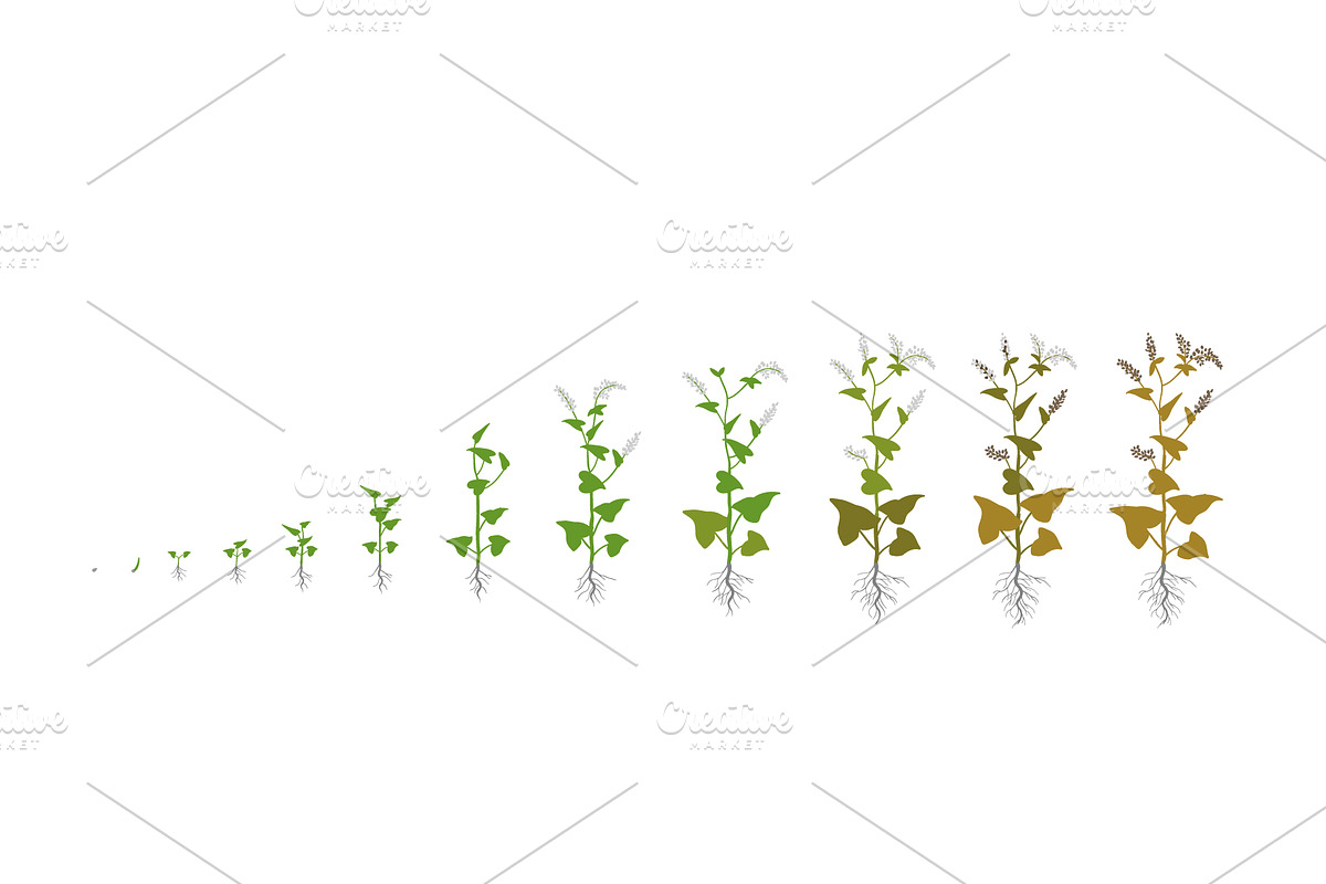 Vegetable growth stages pack, a Food Illustration by Ilia Design (Photo 4 of 9)
