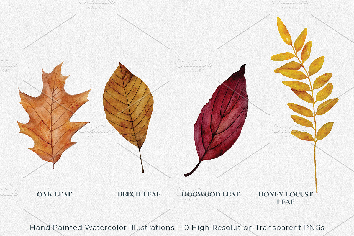 Autumn/Fall Watercolor Illustrations, an Illustration by Jeanette Pidi Design (Photo 4 of 5)