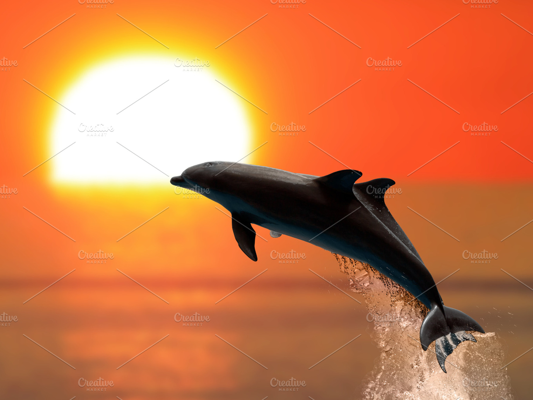 Dolphins at sunset, an Animal Photo by Antonio Gravante Market