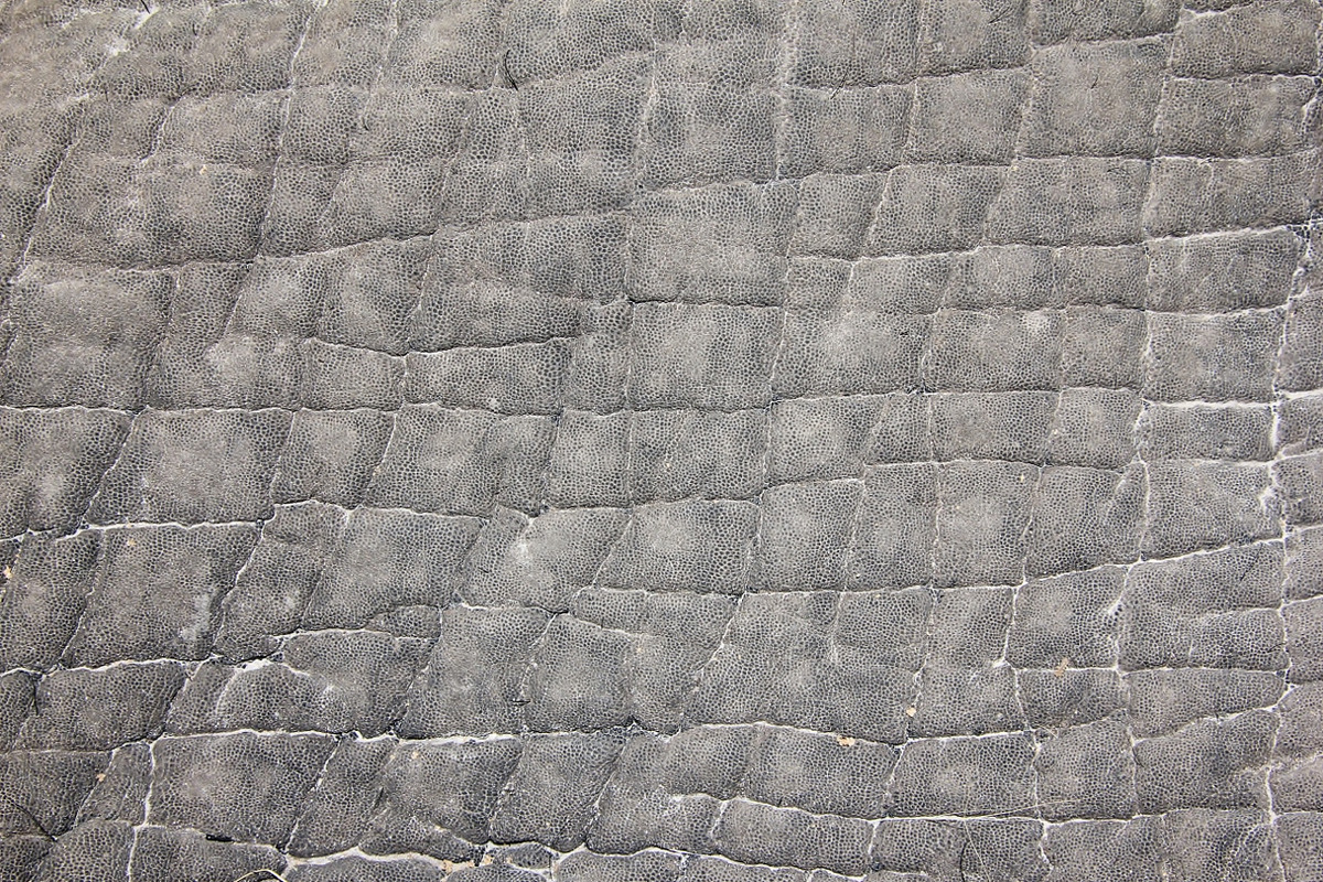 Elephant Skin Background - Texture, an Animal Photo by Wildlife Wonder (Photo 1 of 2)