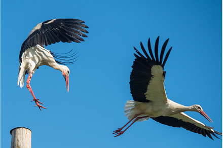Two white storks in the nest against, an Animal Photo by COLORFUL