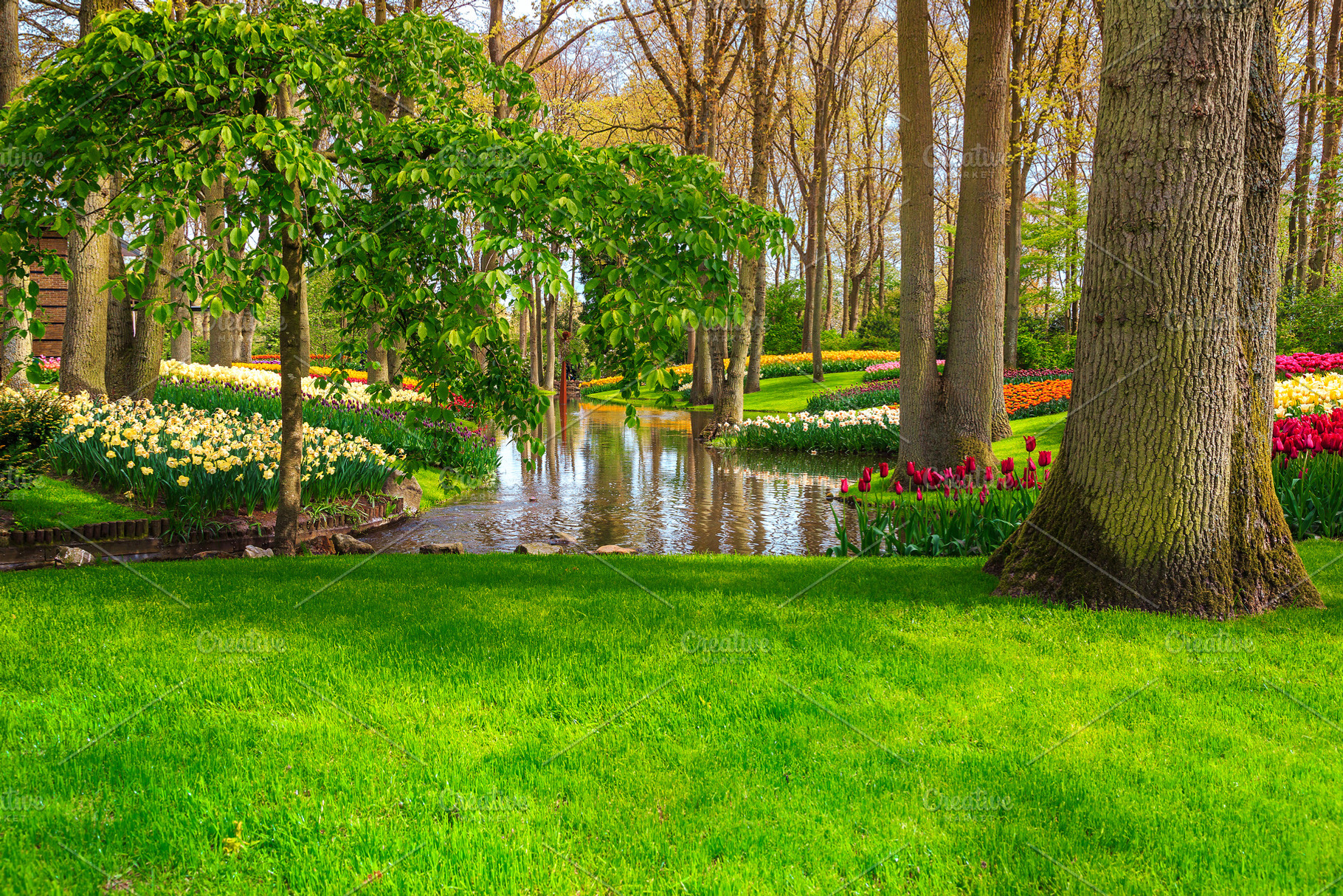 Colorful fresh tulips in park, a Nature Photo by Alpine Dreams
