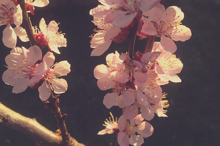 Almond Tree Blossoms Featuring Nature Nature Photography And Almond preview 6