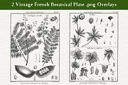Les Botaniques No 1, a Decorative Illustration by French Kiss Collections (Thumbnail 2 of 6)