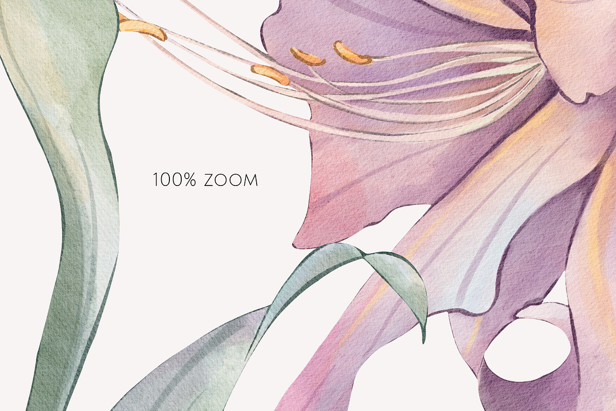 PURPLE LILIES watercolor flowers, a Decorative Illustration by Yuliia Lashevska (Photo 7 of 14)