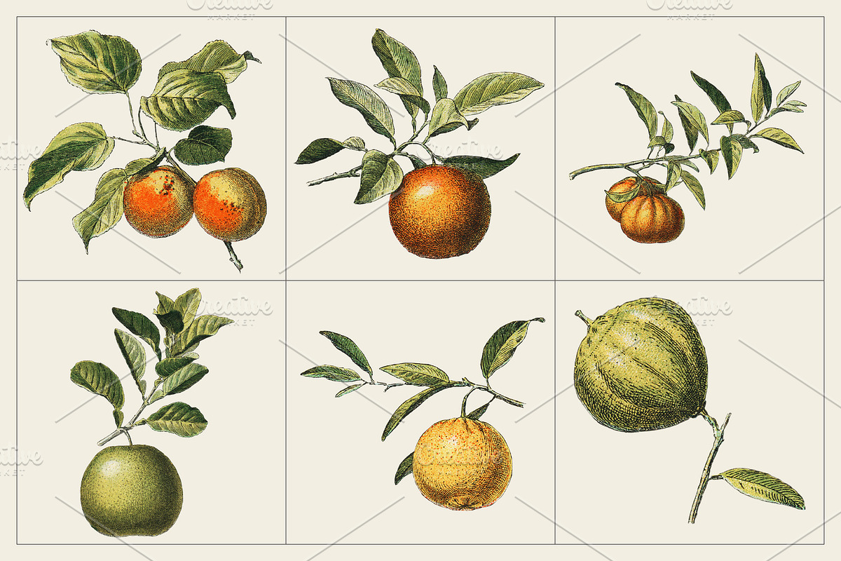 Fruit and Vegetable Art Collection, a Food Illustration by Illusiongraphic (Photo 2 of 14)