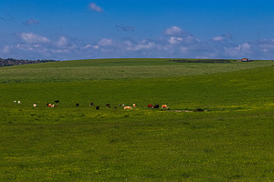 Herd of cattle grazing on lush green pasture under a blue sky, agricultural lan, a Photo by Studio ANNA