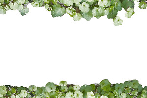 Blank frame with green little plant borders, a Background Photo by DanFLCreativo
