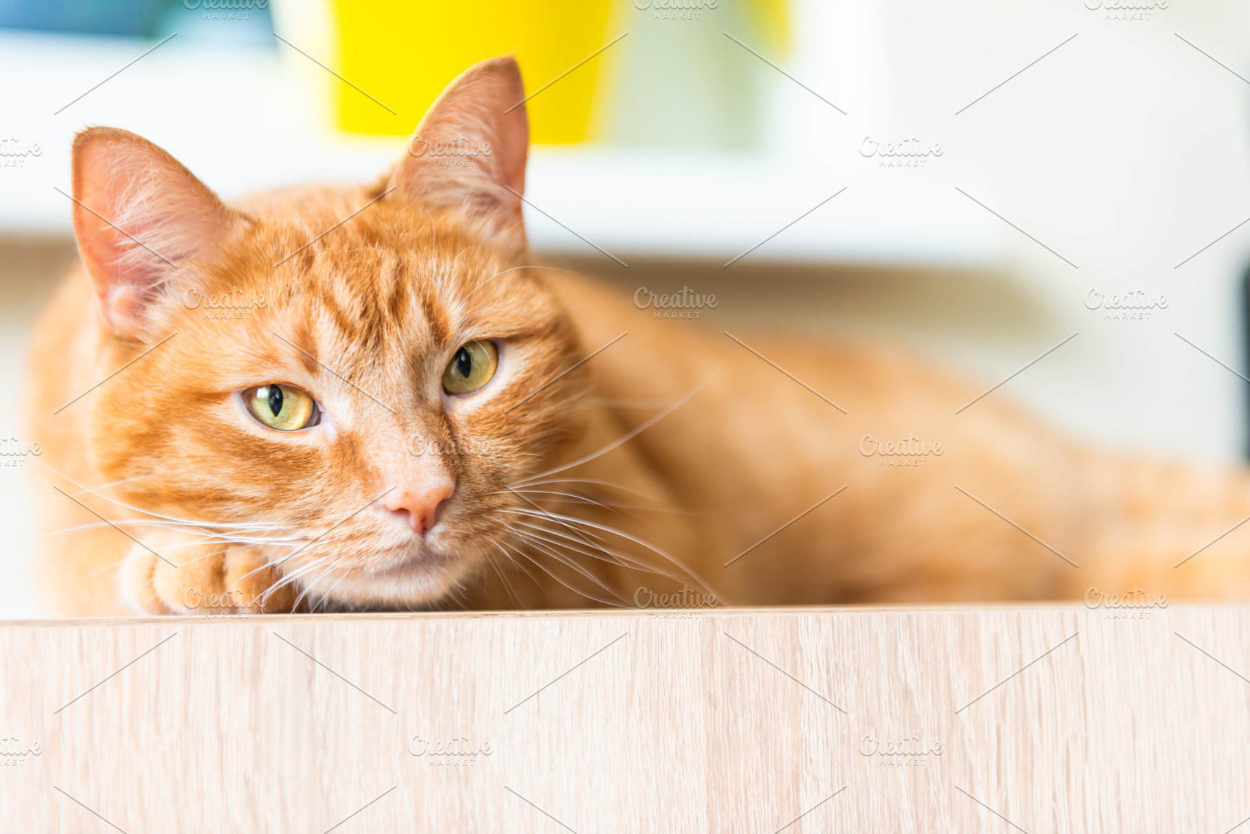 Red domestic cat sleeping near radiator, an Animal Photo by Vapi