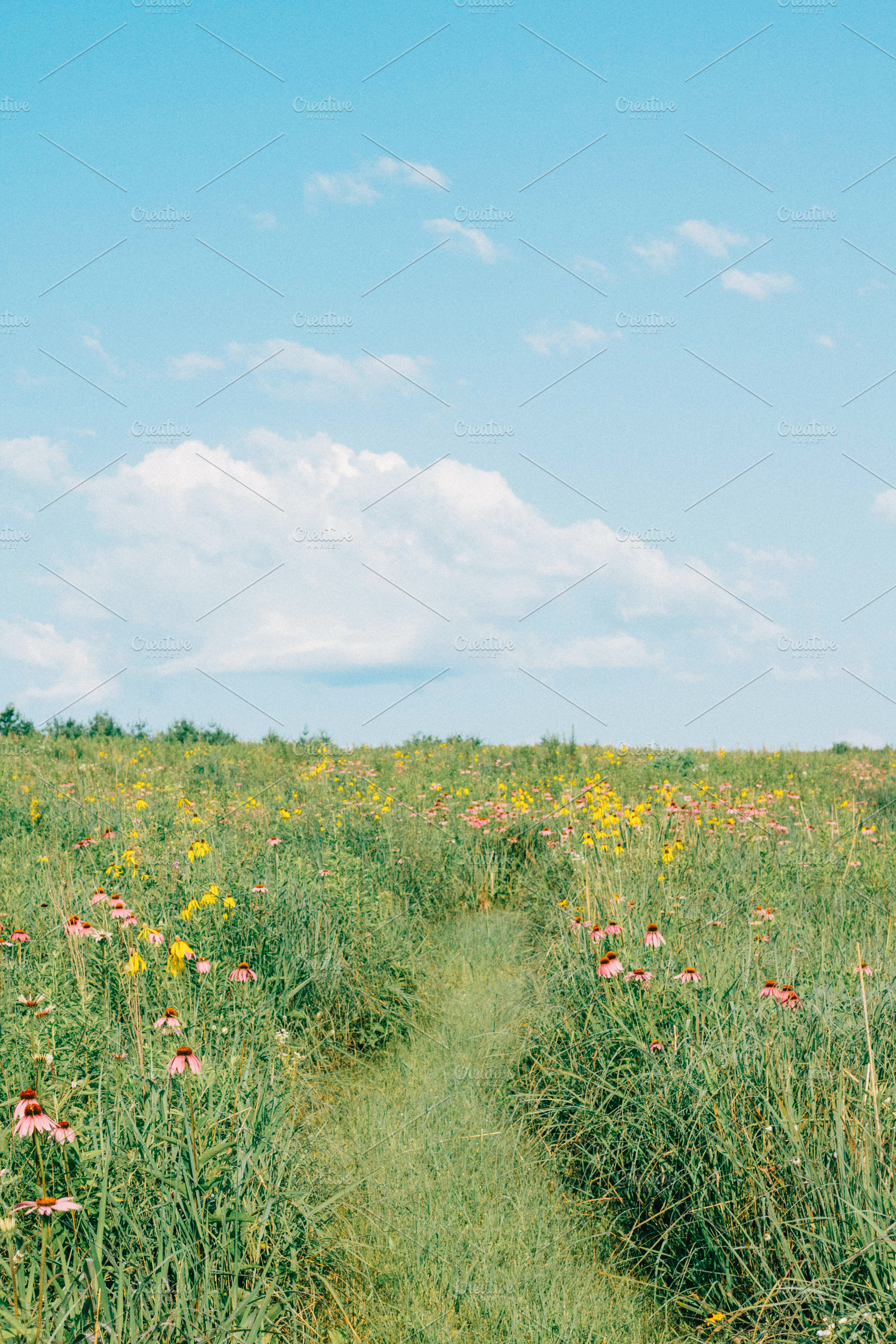 Midwest Summer Prairie, a Nature Photo by Made by T