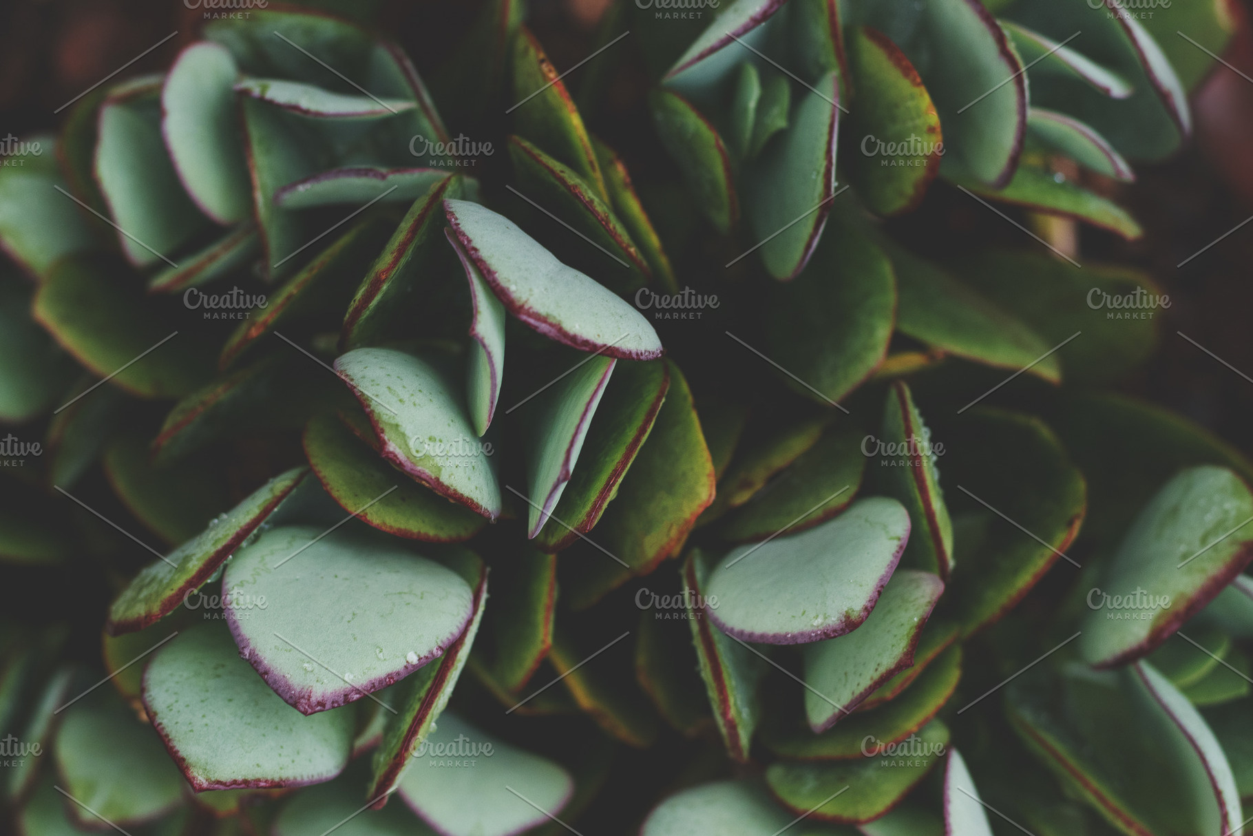 Beautiful Low Key Succulent, a Nature Photo by René Jordaan Photography