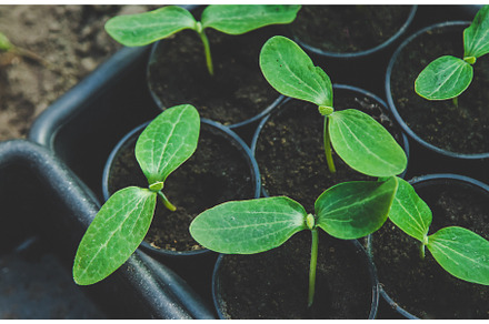 The cucumber seedlings are growing, a Nature Photo by yanadjana