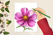 Cosmos Flower Bloom Clipart, an Illustration by Rose Art (Thumbnail 3 of 7)