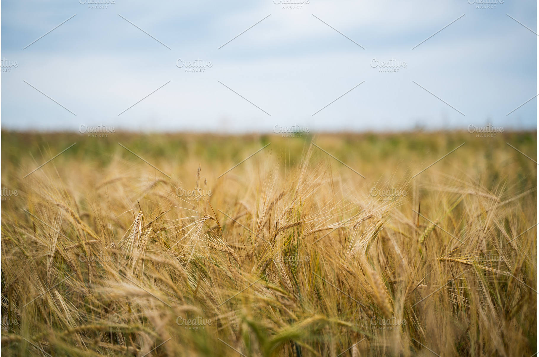 Golden ripening barley crop growing, a Nature Photo by volodymyrshtun13795
