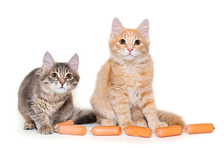 Grey and red kitten and sausages