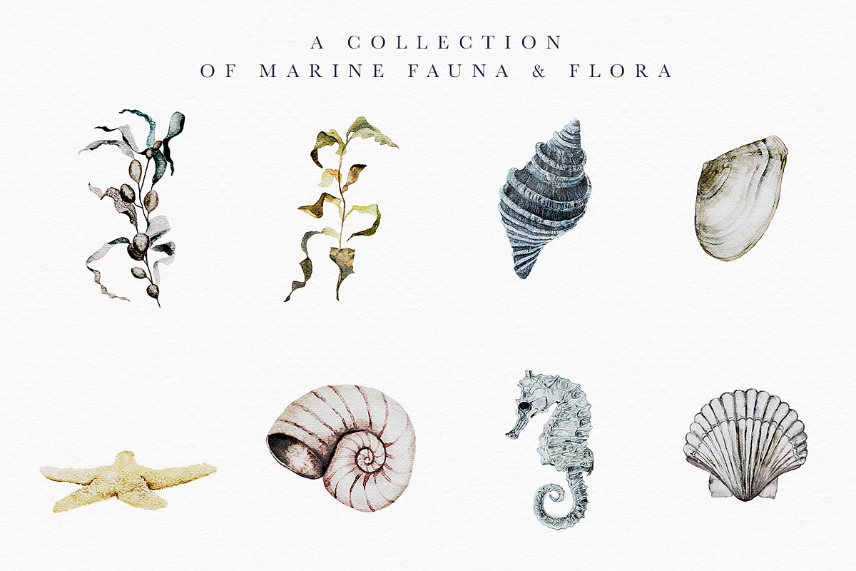 Aqva Regia - Underwater Designer Set, an Illustration by studioequinox (Photo 3 of 9)
