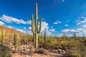 Saguaro national park arizona containing saguaro, cactus, and desert