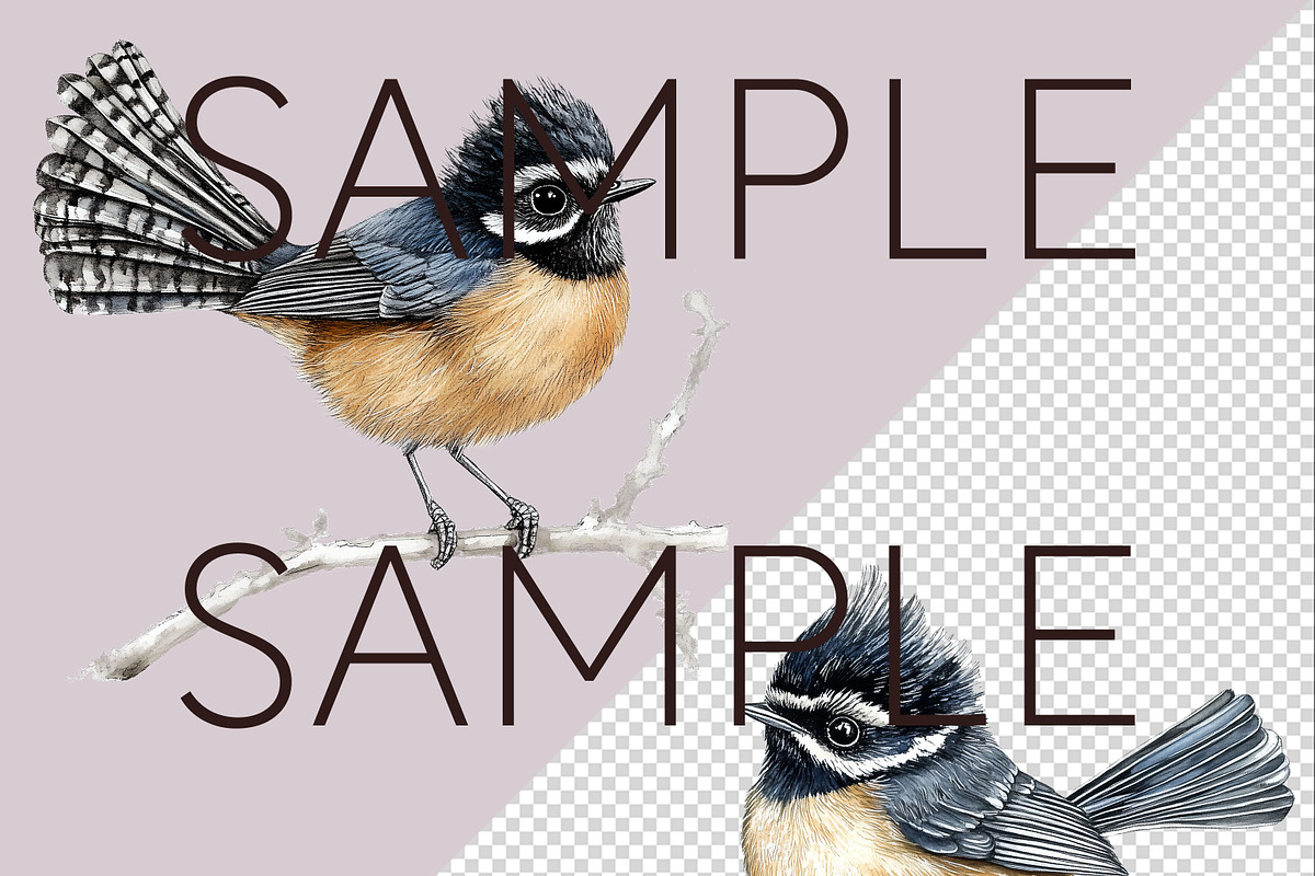 New Zealand Native Bird Clipart, an Animal Illustration by Pawcasso's Portraits (Photo 8 of 9)