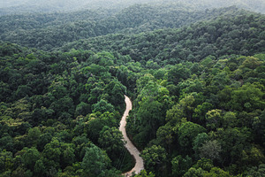 green forest in the tropics from above