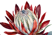 King Protea Watercolor Collection, a Decorative Illustration by Karliefie (Thumbnail 5 of 5)