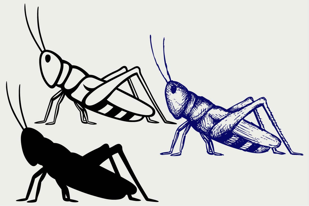 Locast Review Locast Down Grasshopper Locust Insect Bug Wall