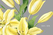 Yellow Lilies Watercolor Set, a Texture Illustration by Natalia Fedorova (Thumbnail 9 of 10)