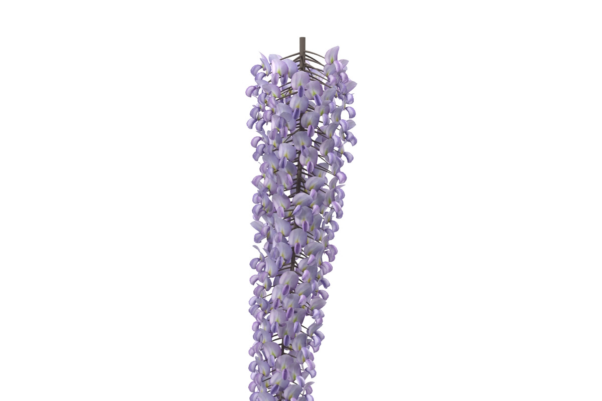 Wisteria, an Environmental 3D Model by AndrewWhite (Photo 7 of 10)