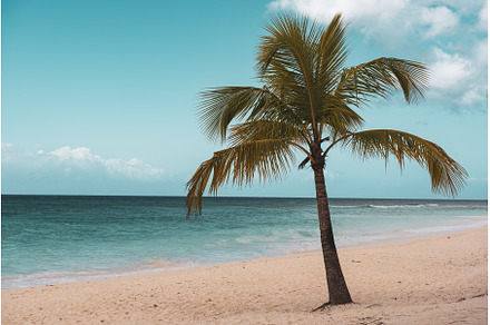 Single palm tree in exotic tropical