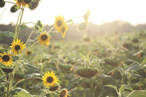 Sunflower field stock photo containing flower and sunflower