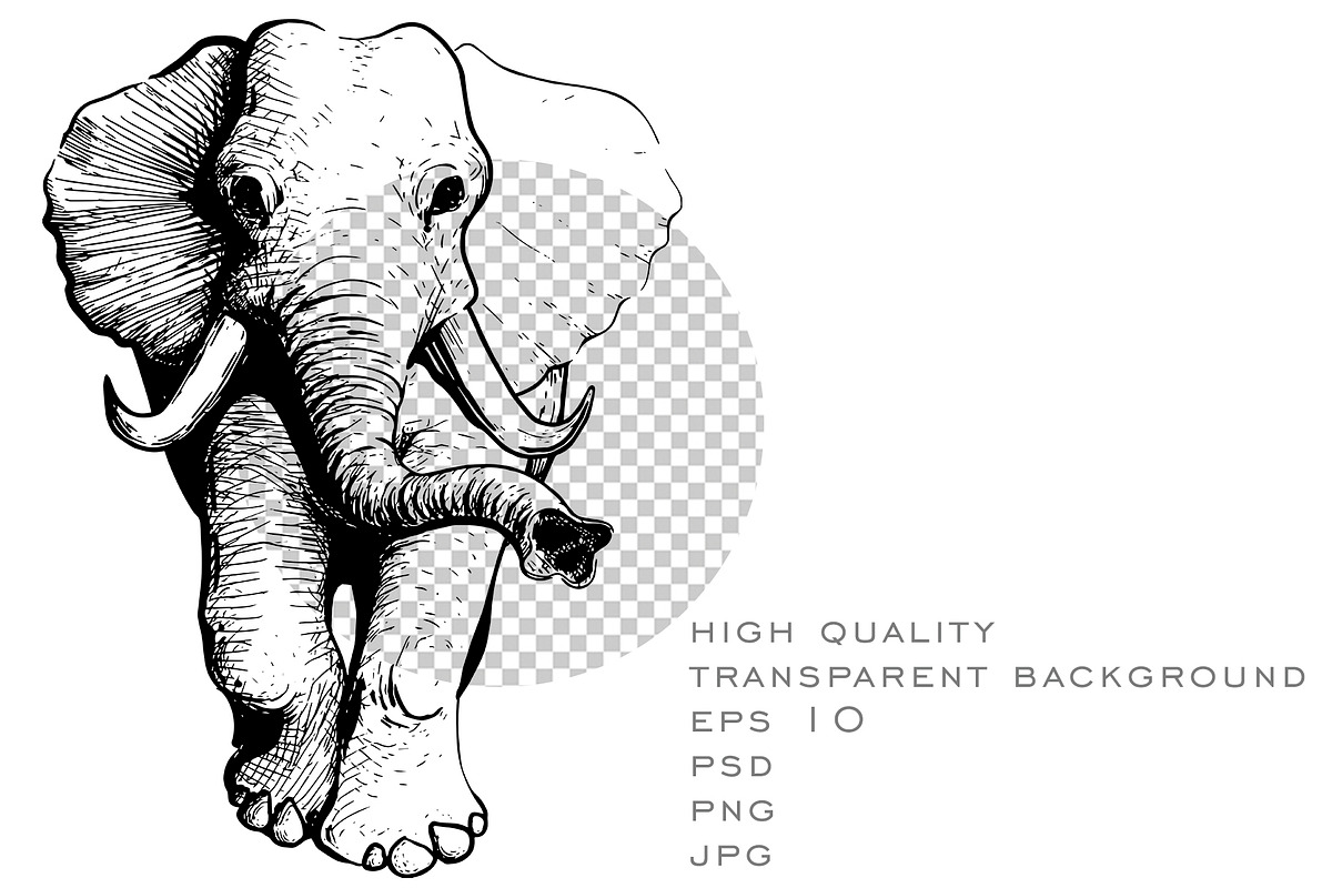 50 wild animals vector part 3, an Animal Illustration by AnastasiyaOleynik (Photo 6 of 9)