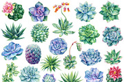 Succulents Botanical Watercolor, a Background Graphic by Hanna Hryharenka (Thumbnail 3 of 15)