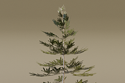 The Norway Spruce Tree, a Plants & Tree 3D Model by FuturePastCreatives (Thumbnail 6 of 7)
